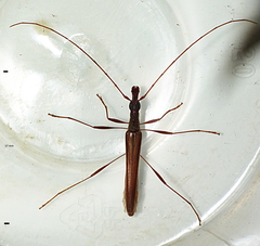 Rhinophthalmus