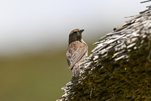 iNaturalist image