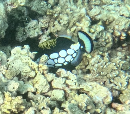 Balistoides conspicillum