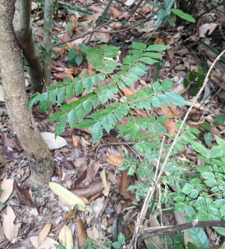 Archidendron clypearia, photograph 6