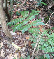 Archidendron clypearia, photograph (c) Steven Bodzin, some rights reserved (CC BY)