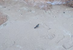 Fringilla coelebs schiebeli