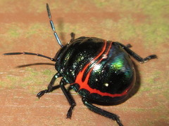 Poecilocoris splendidulus