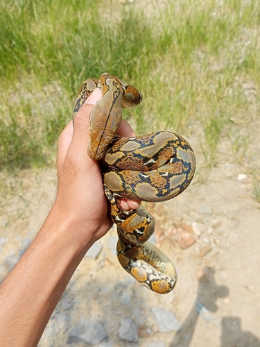 Malayopython reticulatus