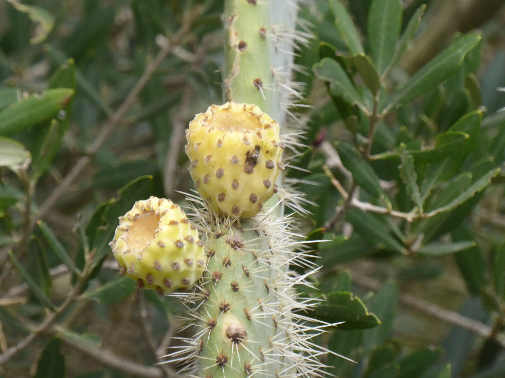 Nopal blanco
