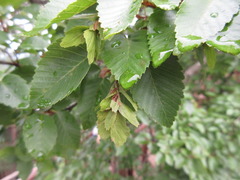 Carpinus turczaninovii