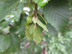 Carpinus turczaninovii
