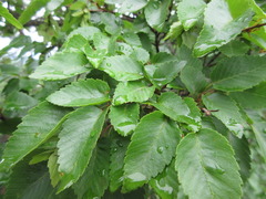 Carpinus turczaninovii