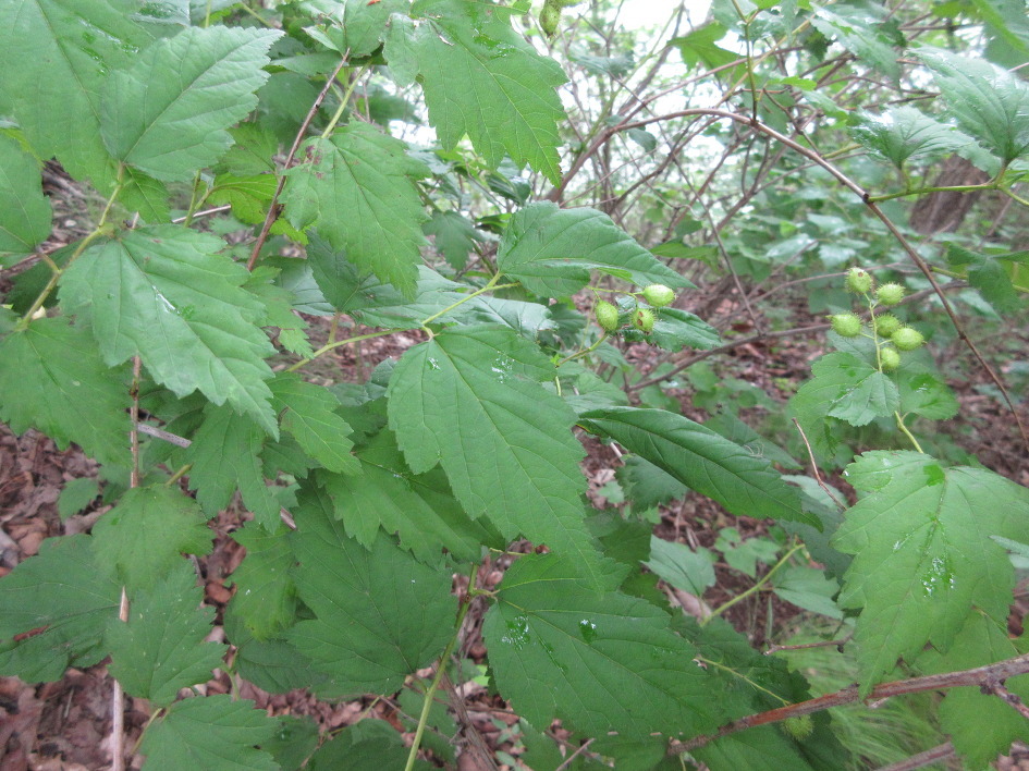 Neillia