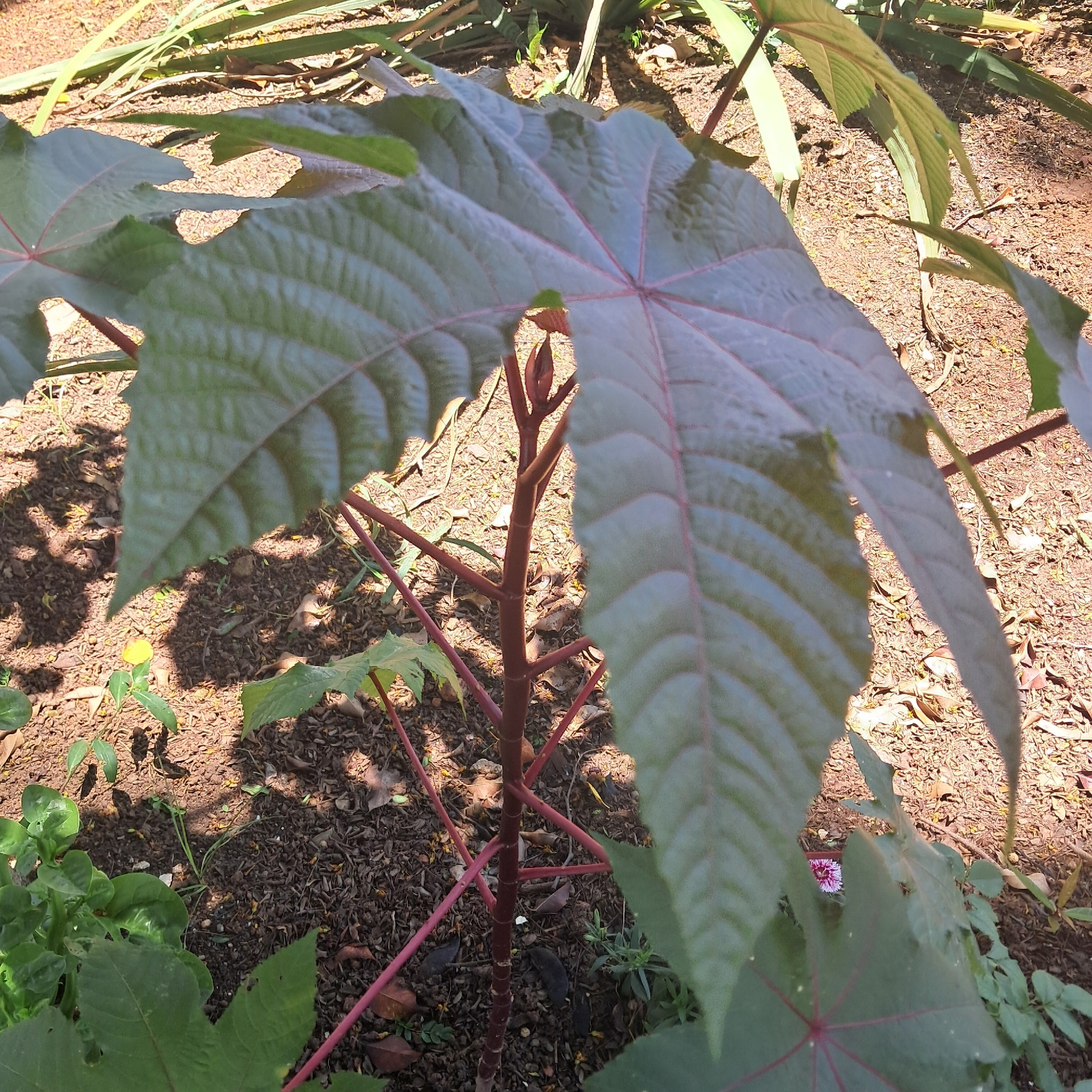 Ricinus communis