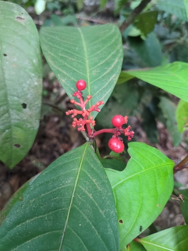Malayan Ixora (Ixora congesta)