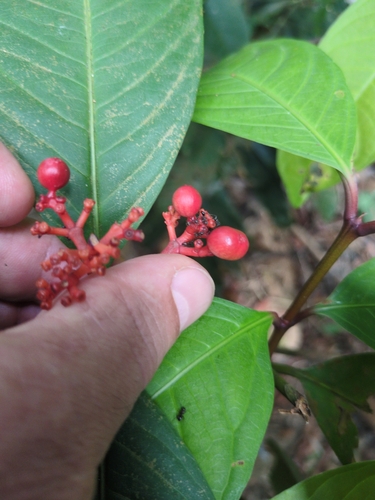 Ixora congesta, photograph 3