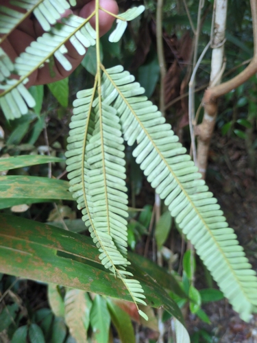 Parkia speciosa, photograph 2