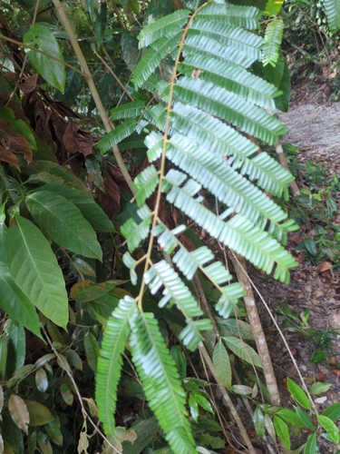 Bitter Bean (Parkia speciosa)