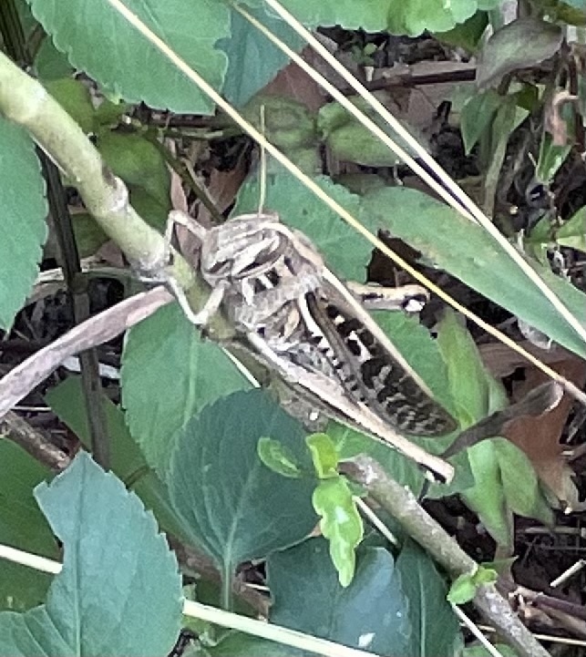 Cuban Bird Grasshopper from Three Mountains Natural Area, Coral Springs ...