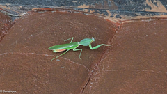 Rhombodera