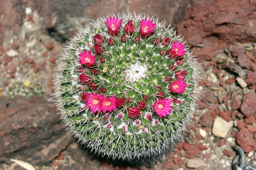 Mammillaria wagneriana
