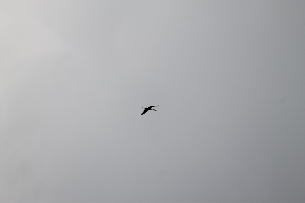 Milky Stork (Mycteria cinerea)