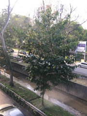 Dipterocarpus alatus