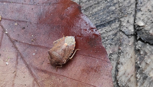 Peribalus strictus vernalis