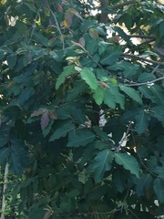 Dipterocarpus alatus