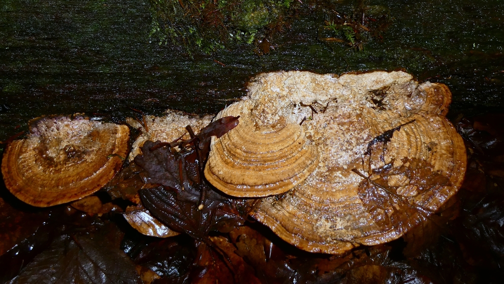 Fomitopsis quercina · January 2026 · photo: © patricklm35 (iNaturalist, cc0)