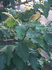 Dipterocarpus alatus