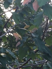 Dipterocarpus alatus