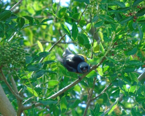 Blue-and-yellow Tanager (Rauenia bonariensis), photo 4