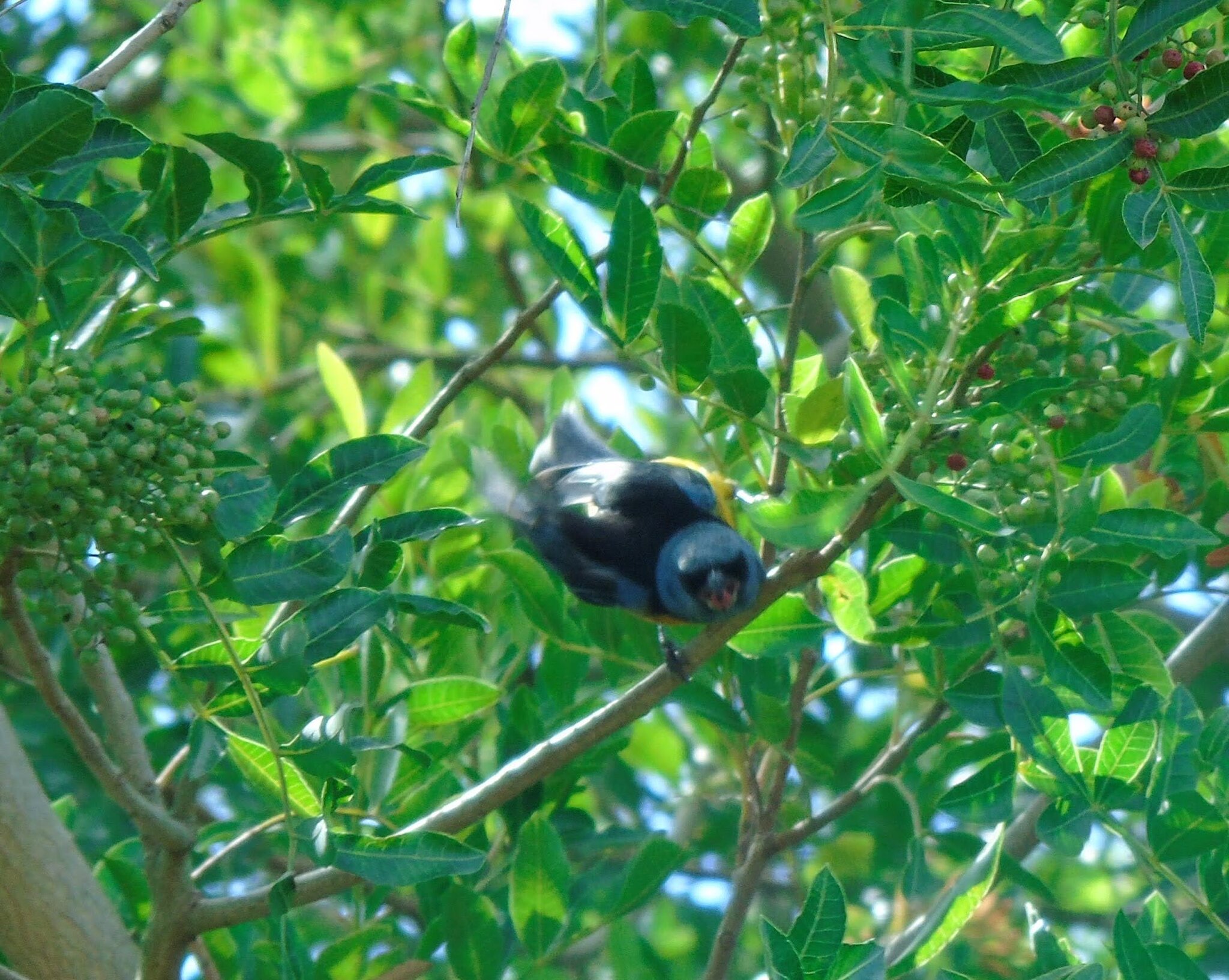Blue-and-yellow Tanager (Rauenia bonariensis), photo 4