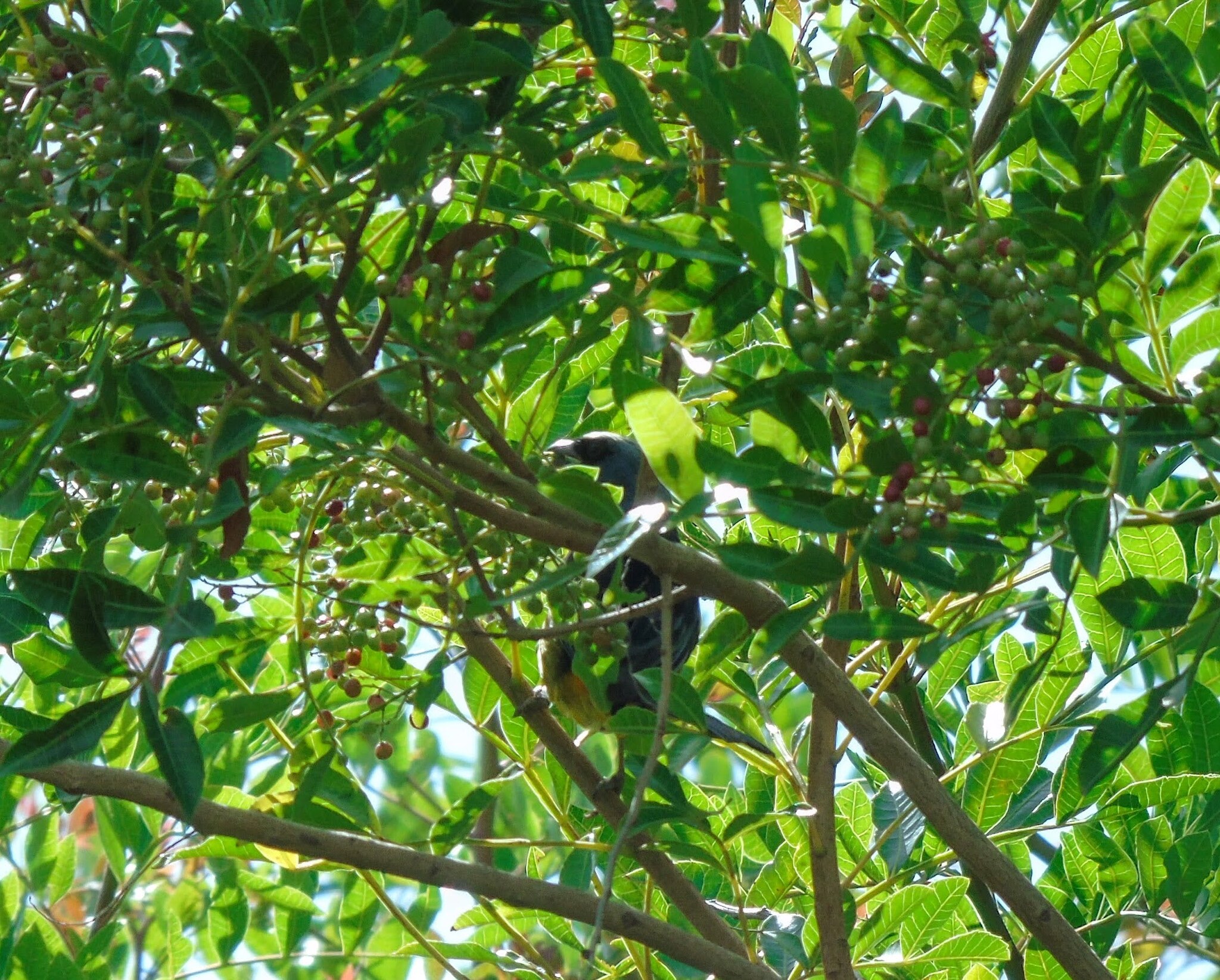 Blue-and-yellow Tanager (Rauenia bonariensis), photo 5