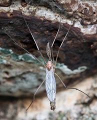 Dictenidia bimaculata