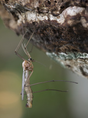 Dictenidia bimaculata