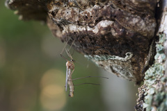 Dictenidia bimaculata