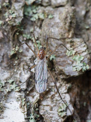 Dictenidia bimaculata