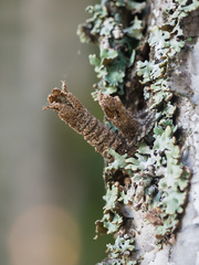 Dictenidia bimaculata