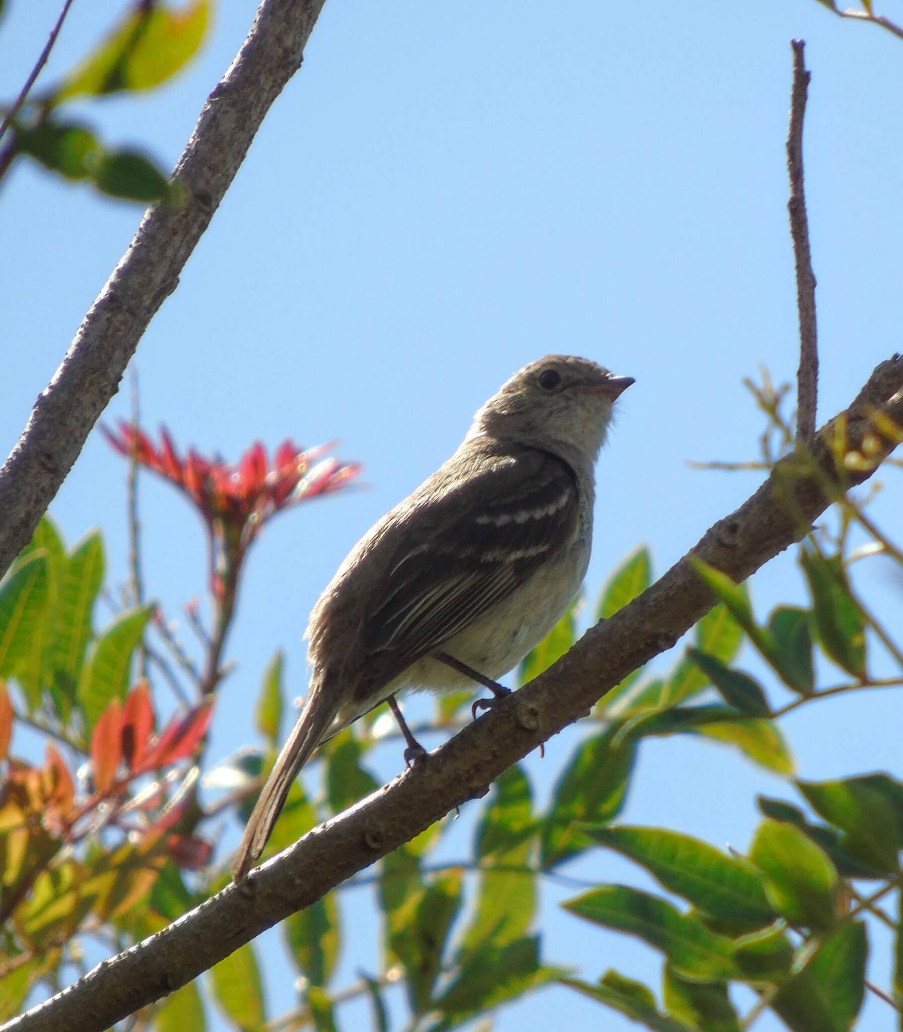 Small-billed Elaenia (Elaenia parvirostris), photo 5