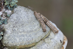 Dictenidia bimaculata