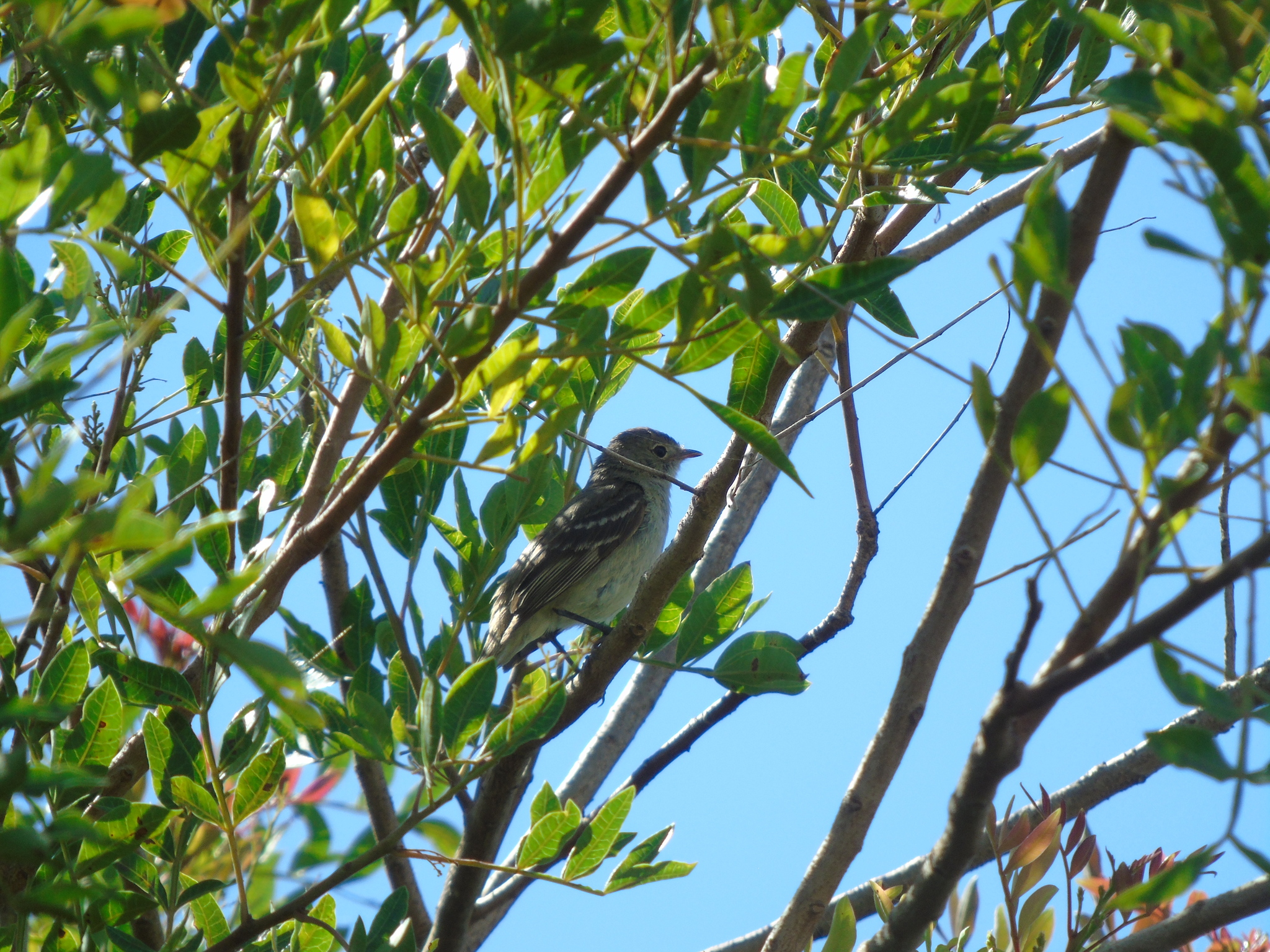 Small-billed Elaenia (Elaenia parvirostris), photo 6