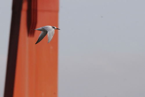 iNaturalist: (c) Pablo Pozo, some rights reserved (CC BY-NC), uploaded by Pablo Pozo iNaturalist image