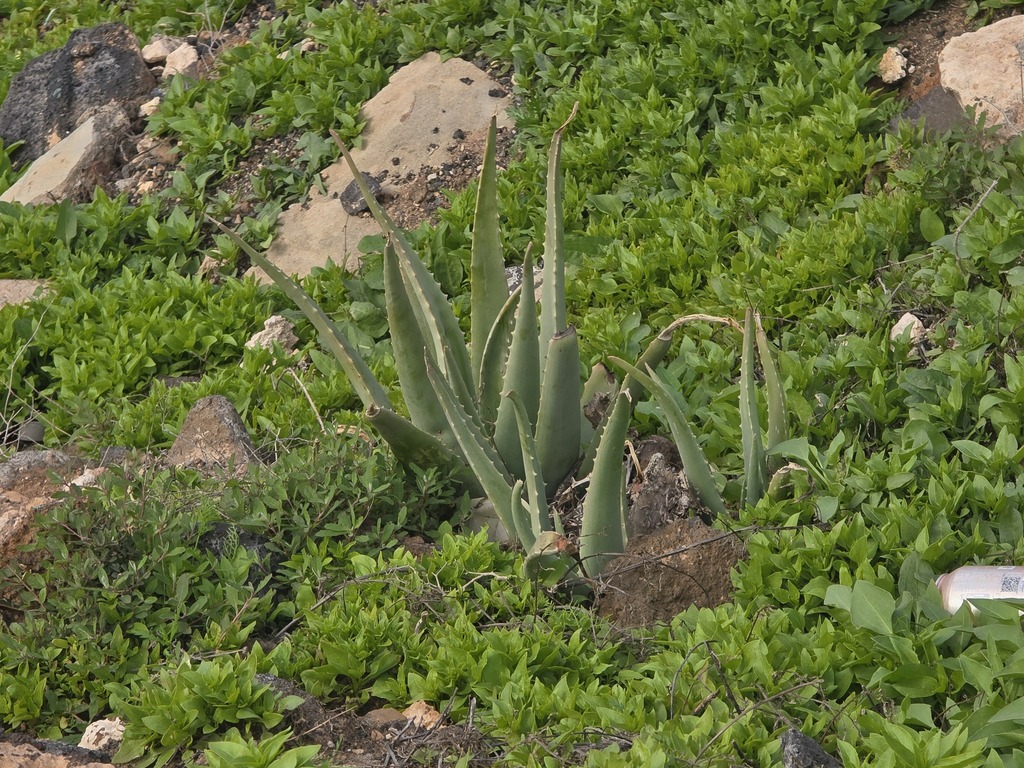 Nha đam – Aloe vera