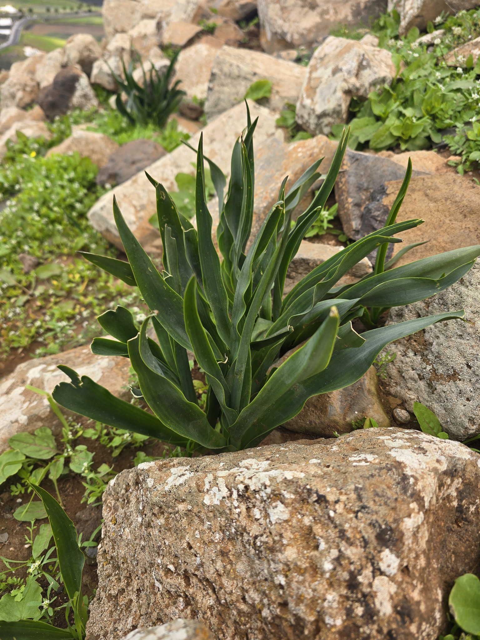 Cebolla albarrana