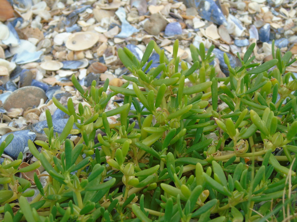 Sesuvium parviflorum DC.