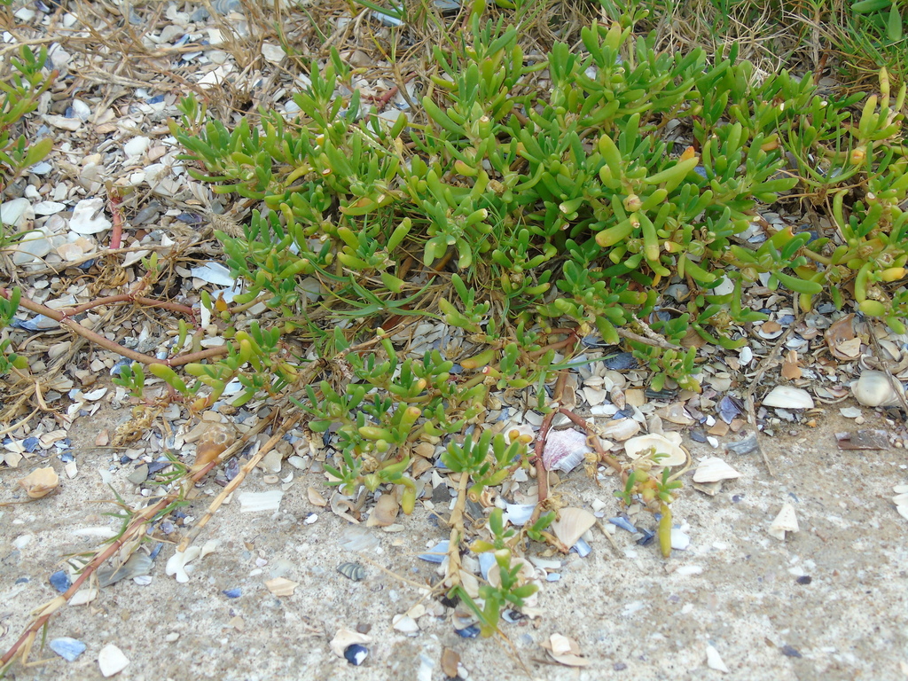 Sesuvium parviflorum DC. 2