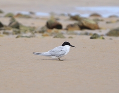 Damara Tern photo 5