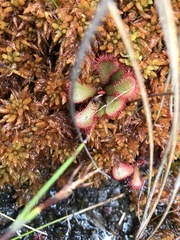 Drosera slackii