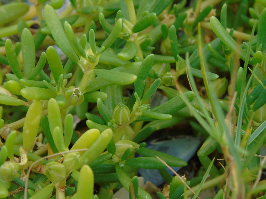 Sesuvium parviflorum DC. 3