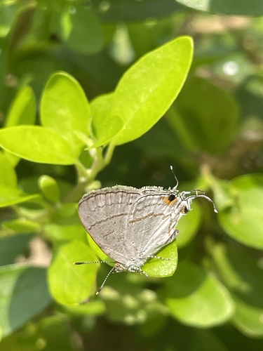 Common Hairstreak