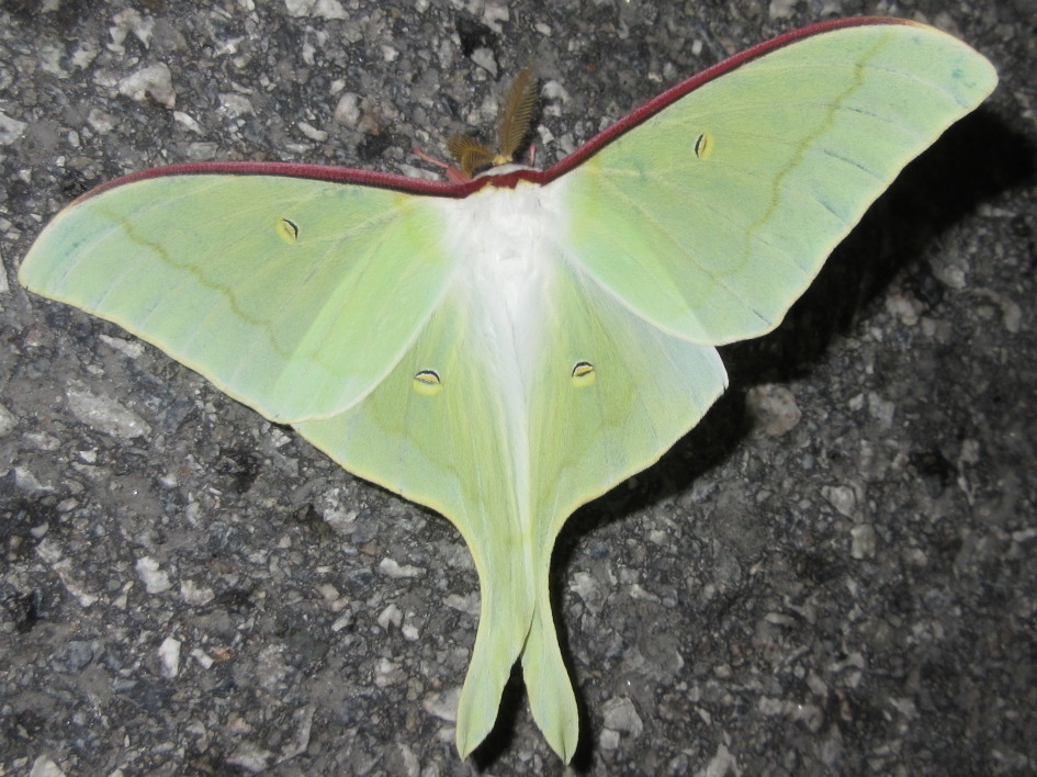 Actias artemis