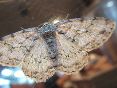 Megabiston plumosaria